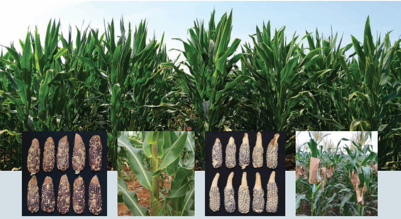 Os indutores haploides tropicais de segunda geração do CIMMYT já alcançam 50 organizações em 18 países