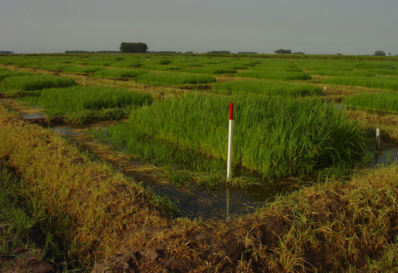 O Licenciamento do Uso da Água
