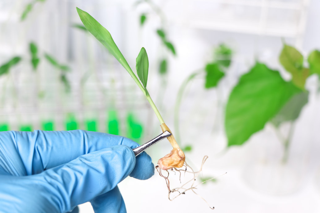 Novo processo de bioinformática reduz os testes de pureza de sementes de dias para cliques