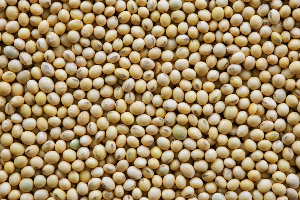 Sementes não certificadas avançam no Brasil e geram perdas expressivas e desafios à cadeia da soja Sementes não certificadas avançam no Brasil e geram perdas expressivas e desafios à cadeia da soja