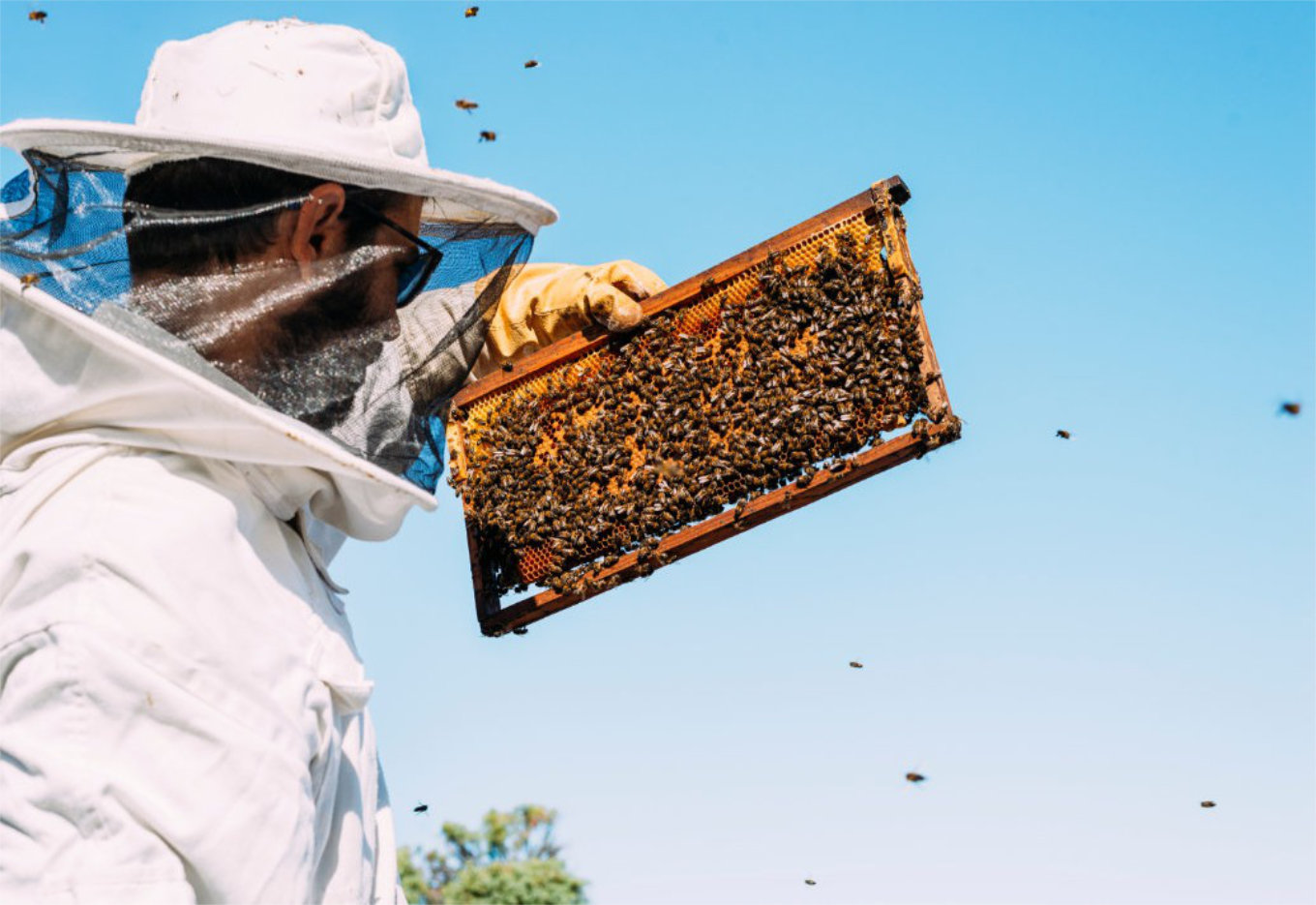 As doenças são a maior ameaça à saúde das abelhas