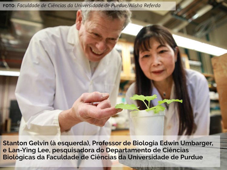Inovação permite a introdução de características valiosas sem criar plantas transgênicas