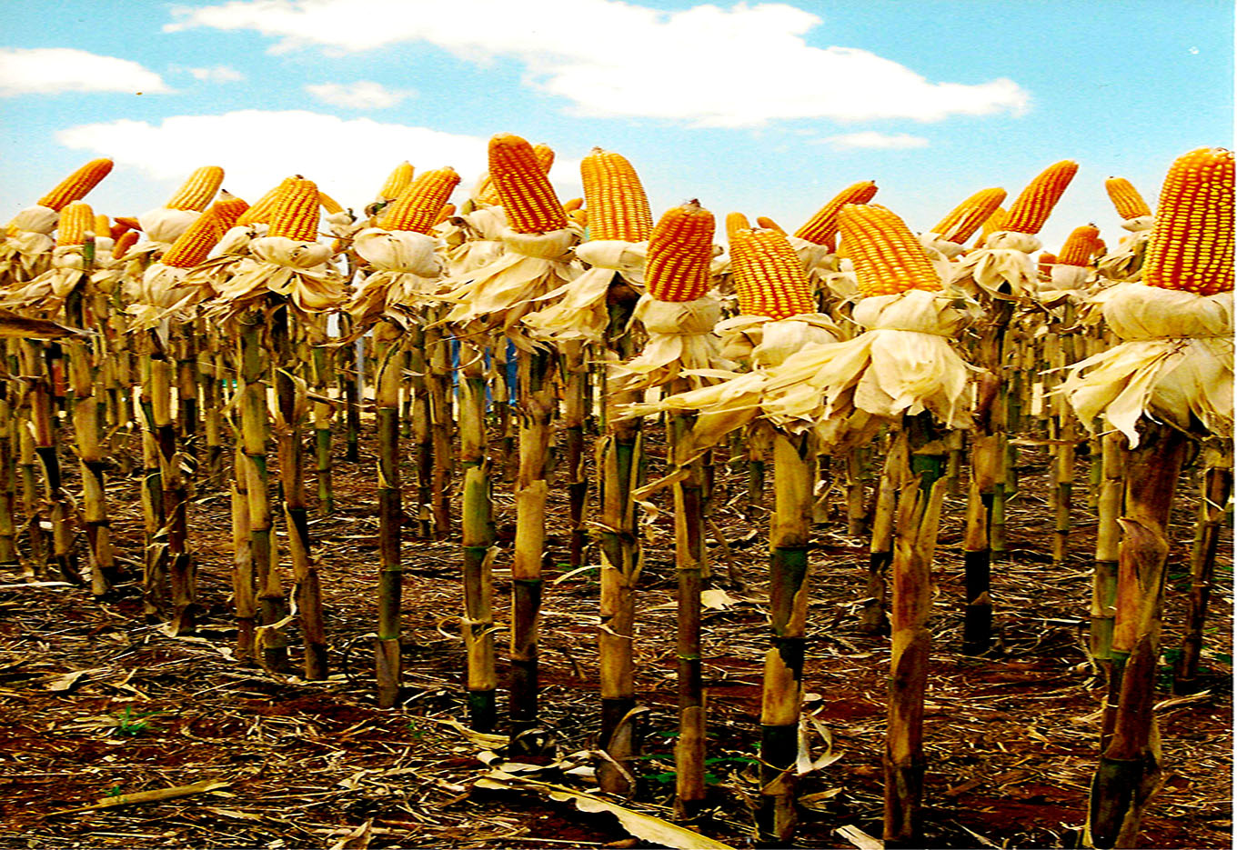 Gustavo Leite, da Monsanto, exclusivo para a SEED News