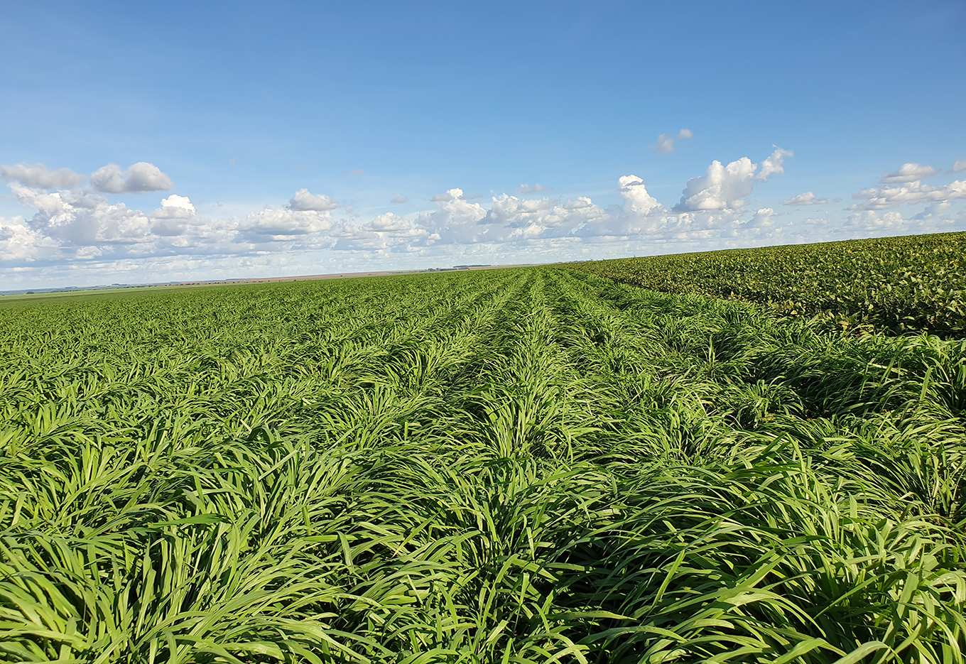 Santa Rita Sementes: