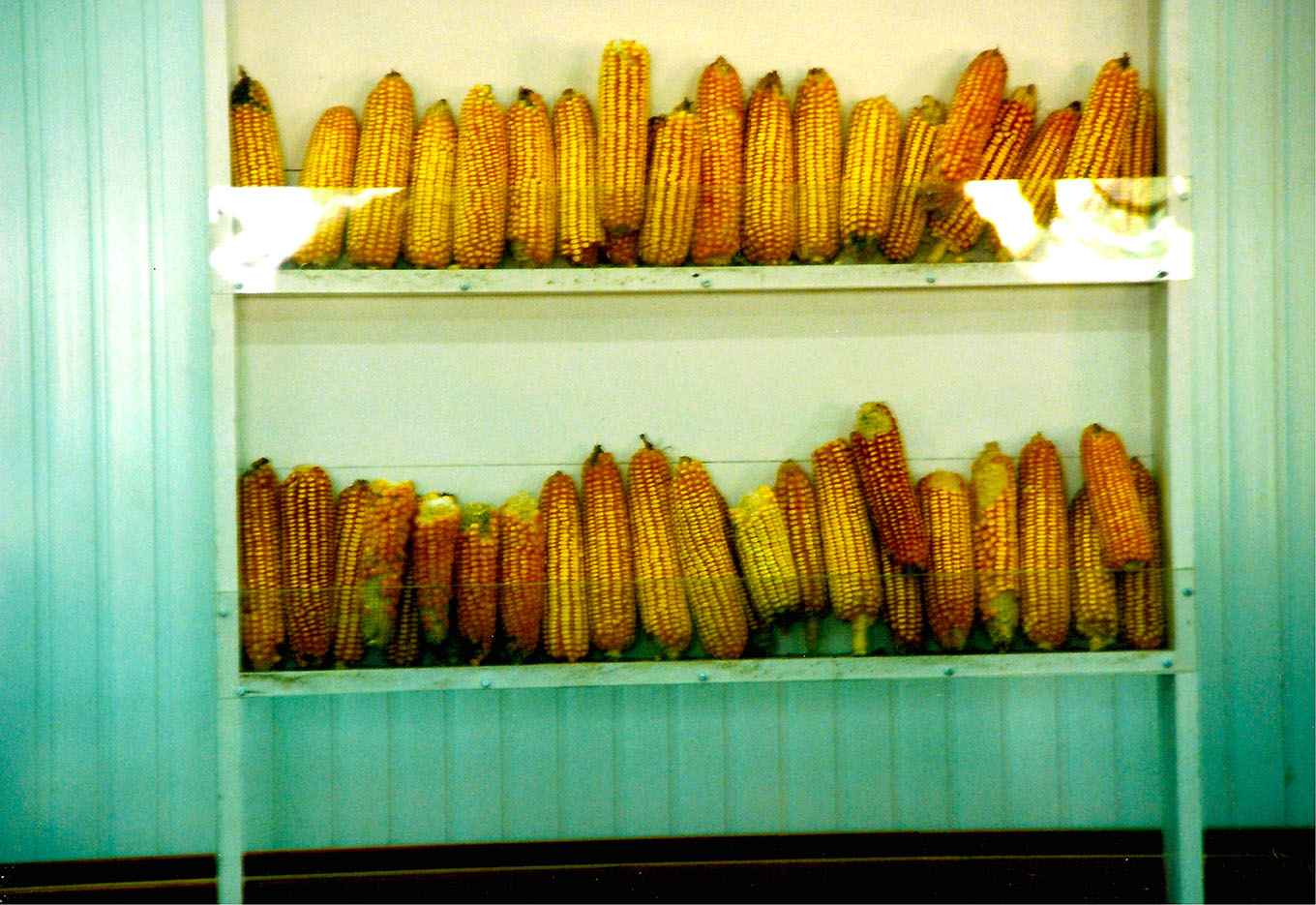 Monsanto compra Agroceres por seu banco de germoplasma