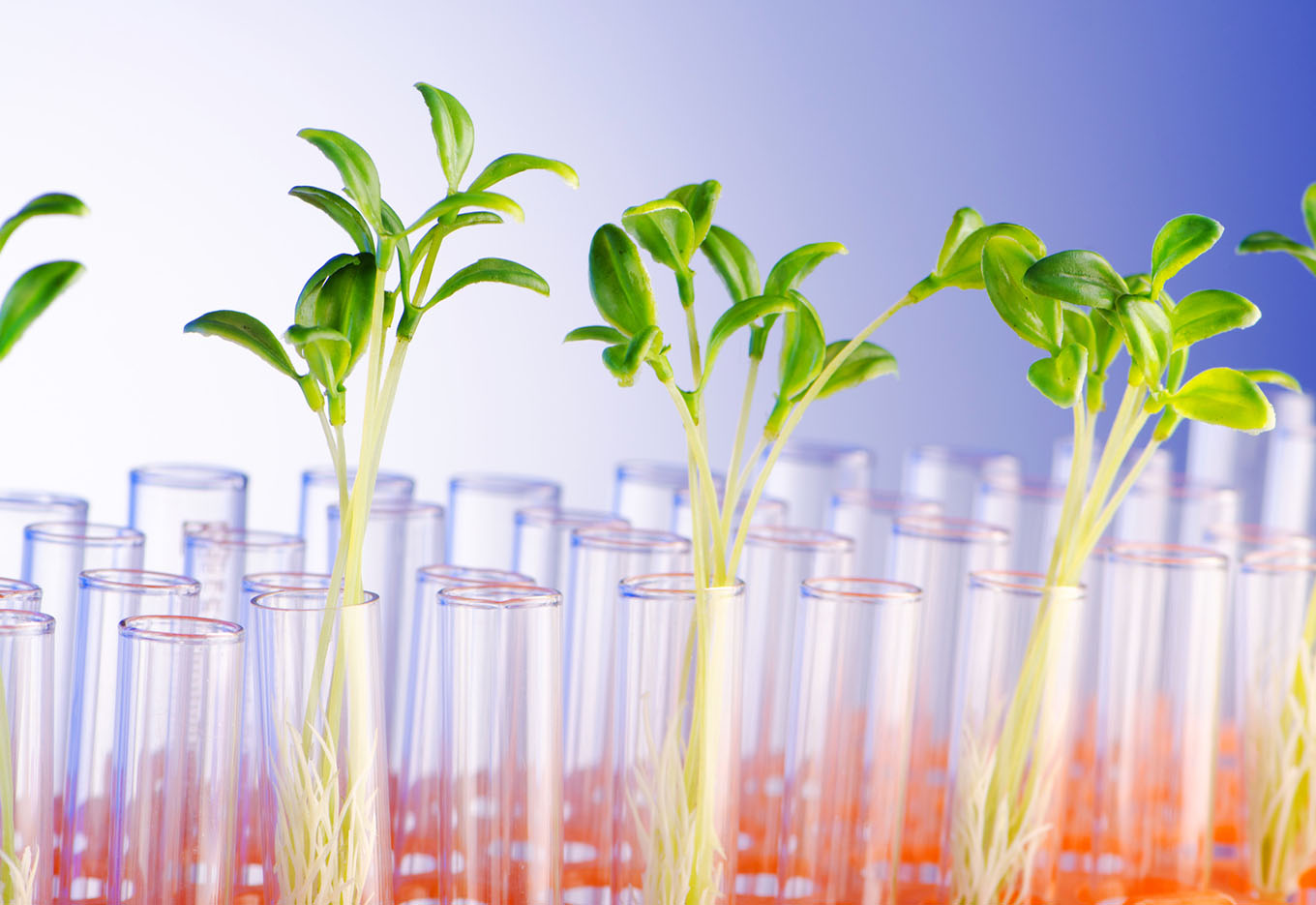 O balanço na adoção de OGMs nos EUA