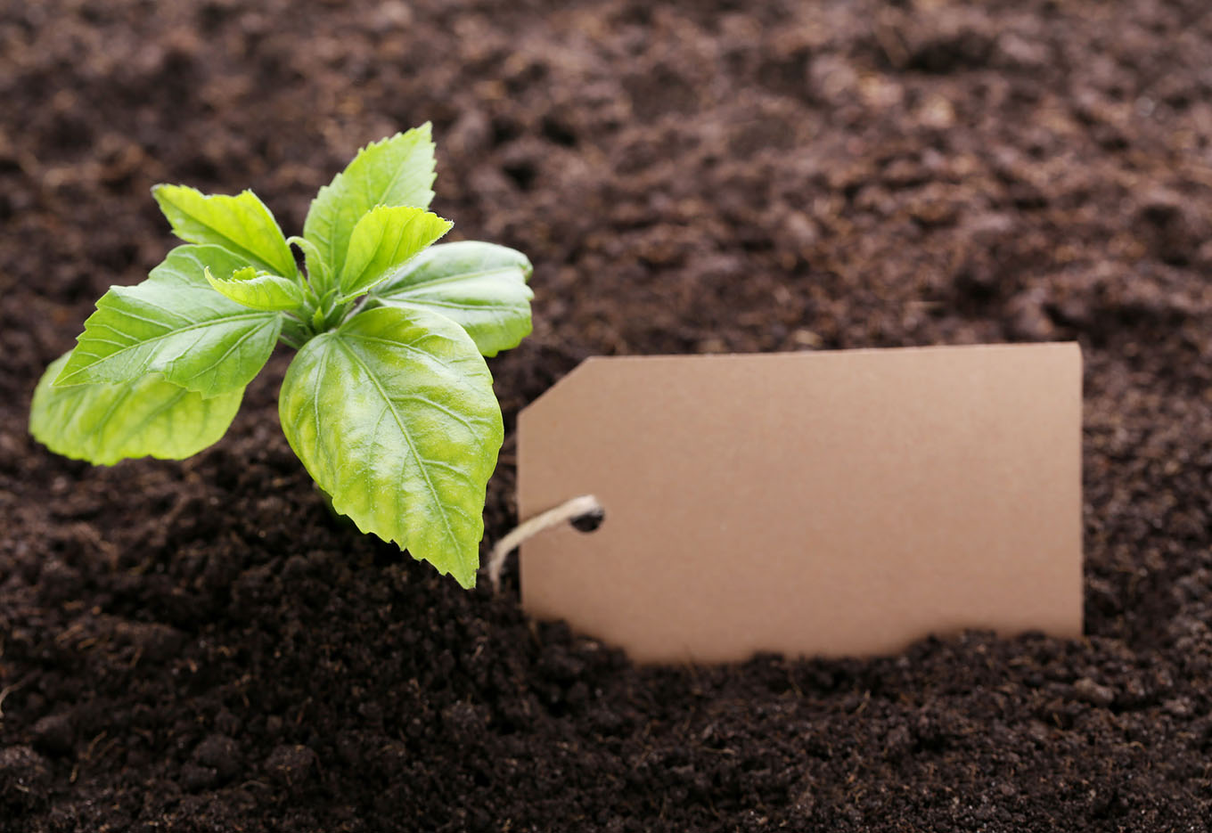O Impacto da Proteção na Obtenção das Novas Cultivares