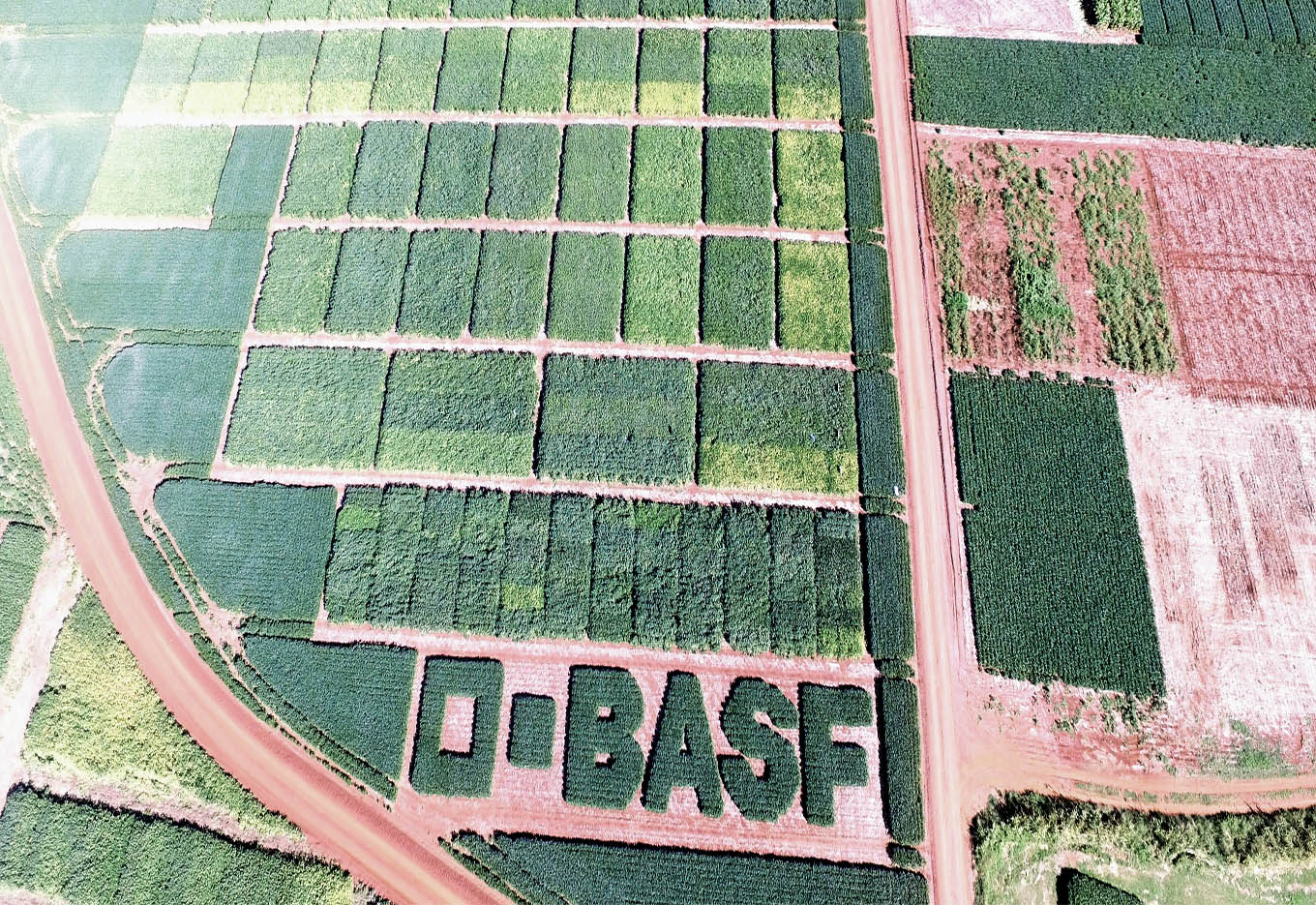 BASF movimenta o negócio de sementes
