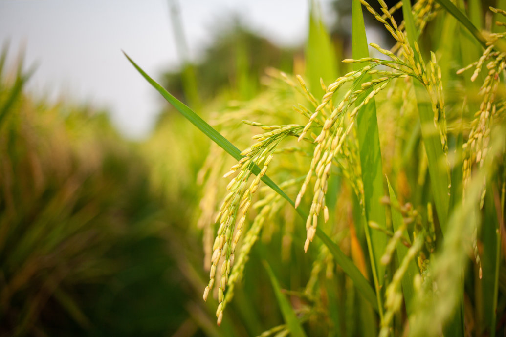 Descoberta de gene do arroz pode reduzir o uso de fertilizantes e, ao mesmo tempo, proteger a produtividade