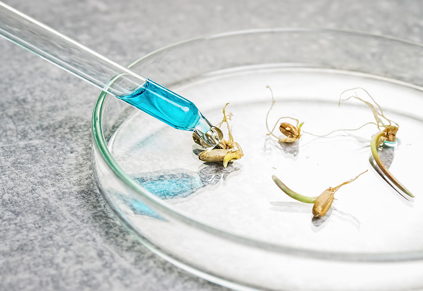 Ista Credencia Laboratório de Sementes na Bolívia