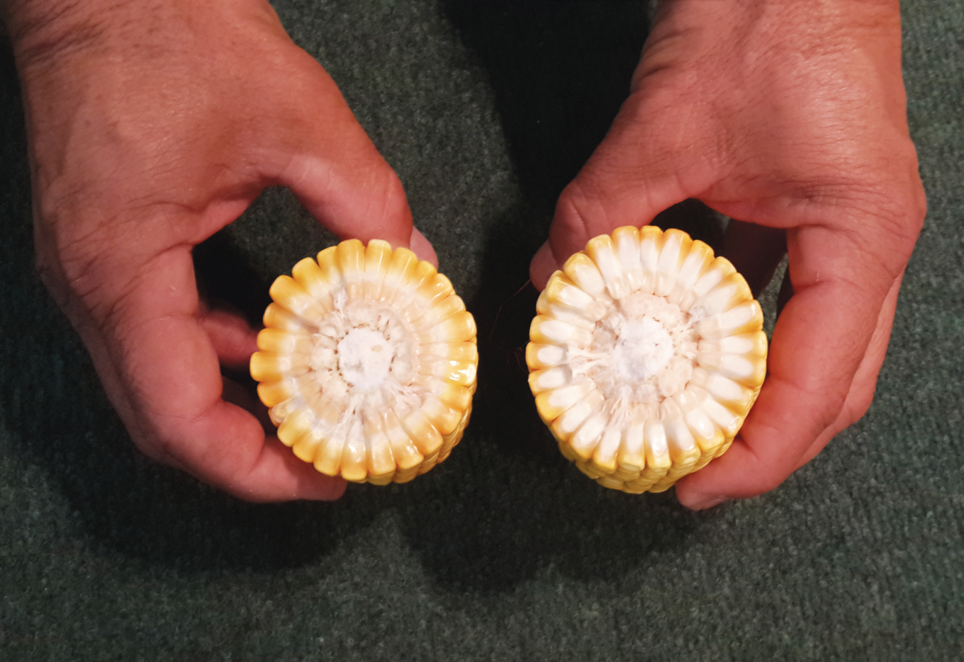 A fisiologia por trás da linha do leite no milho