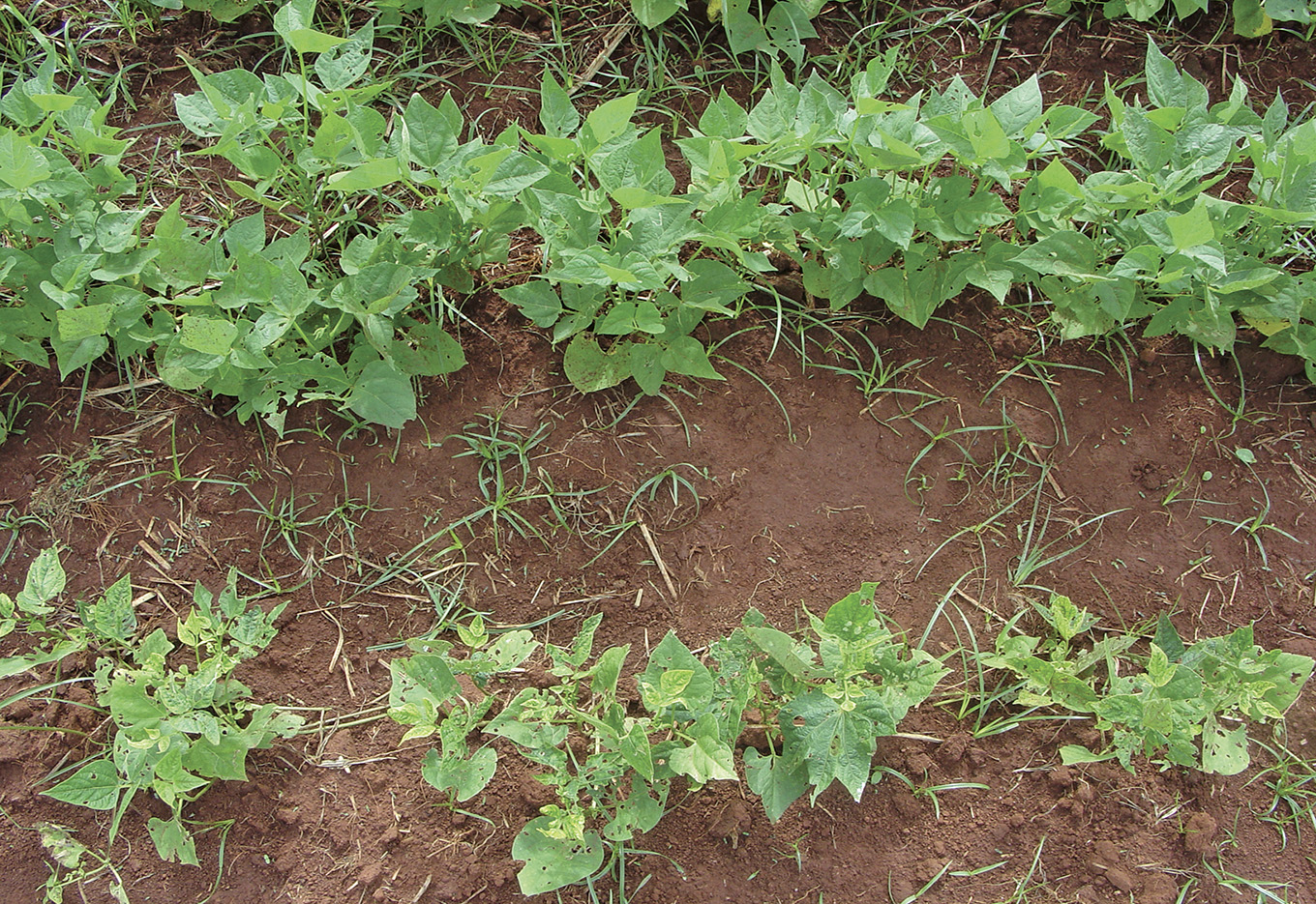 Avanço na Cultura do Feijão