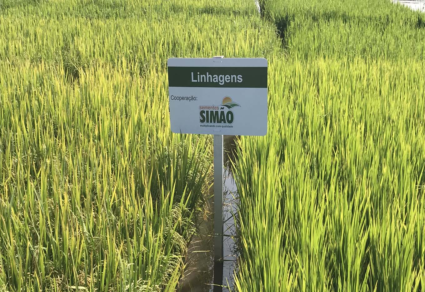 Promovendo as sementes