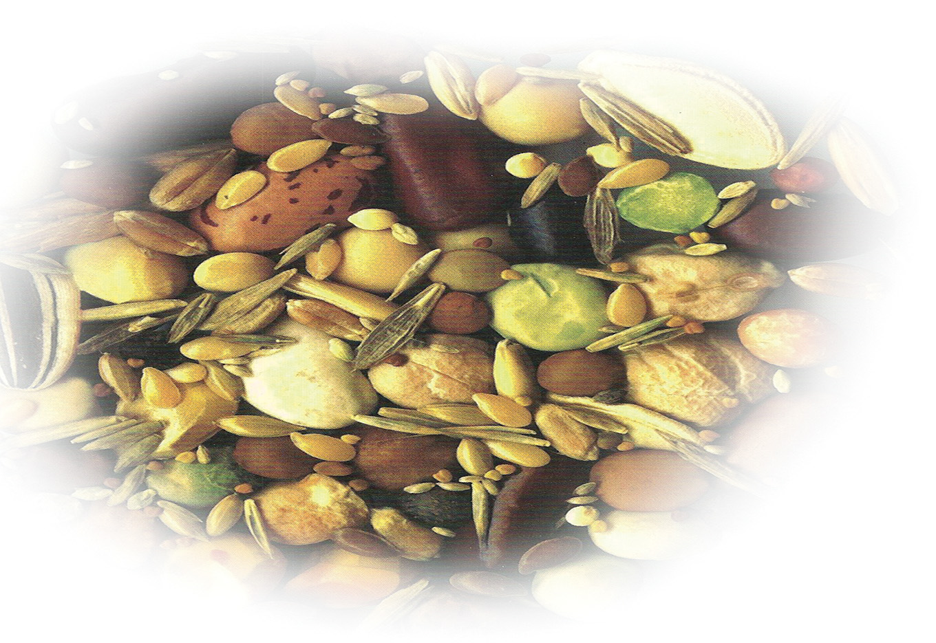 Biodiversidade e Sementes: Diversidade é Vida