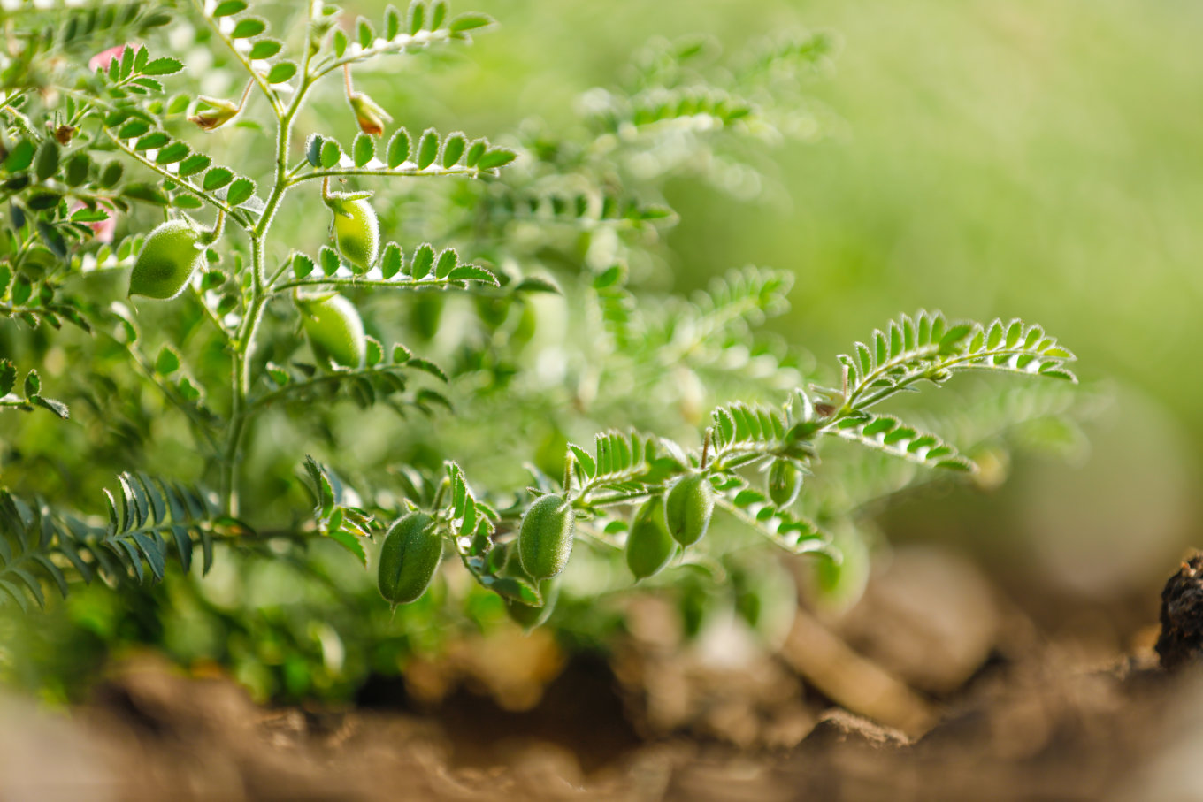 Cientistas desenvolvem grão-de-bico transgênico de alto rendimento, biofortificado e tolerante à seca Cientistas desenvolvem grão-de-bico transgênico de alto rendimento, biofortificado e tolerante à seca