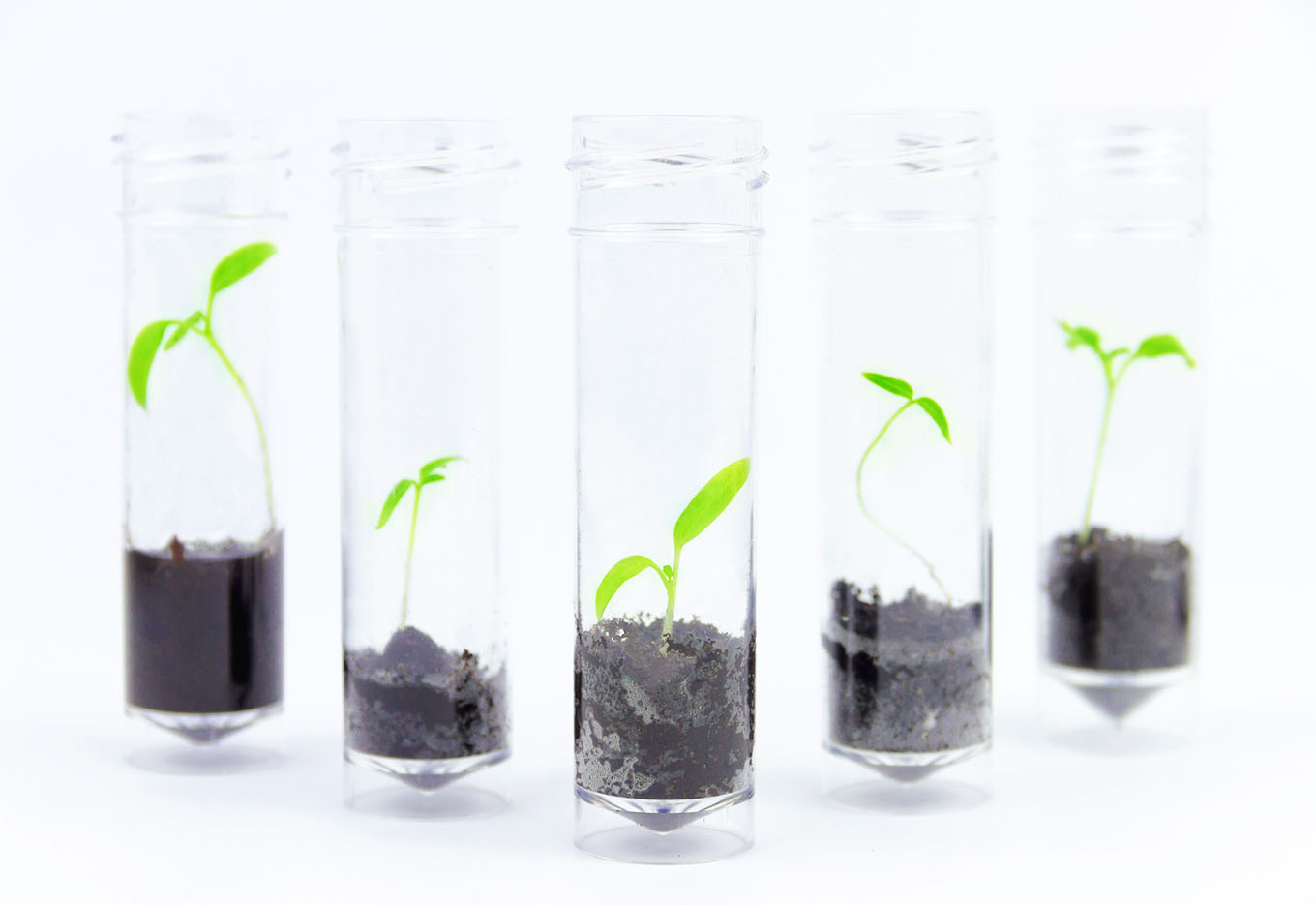 Impulsionado pela biotecnologia, mercado global de sementes  já ultrapassa 54 bilhões de dólares por ano