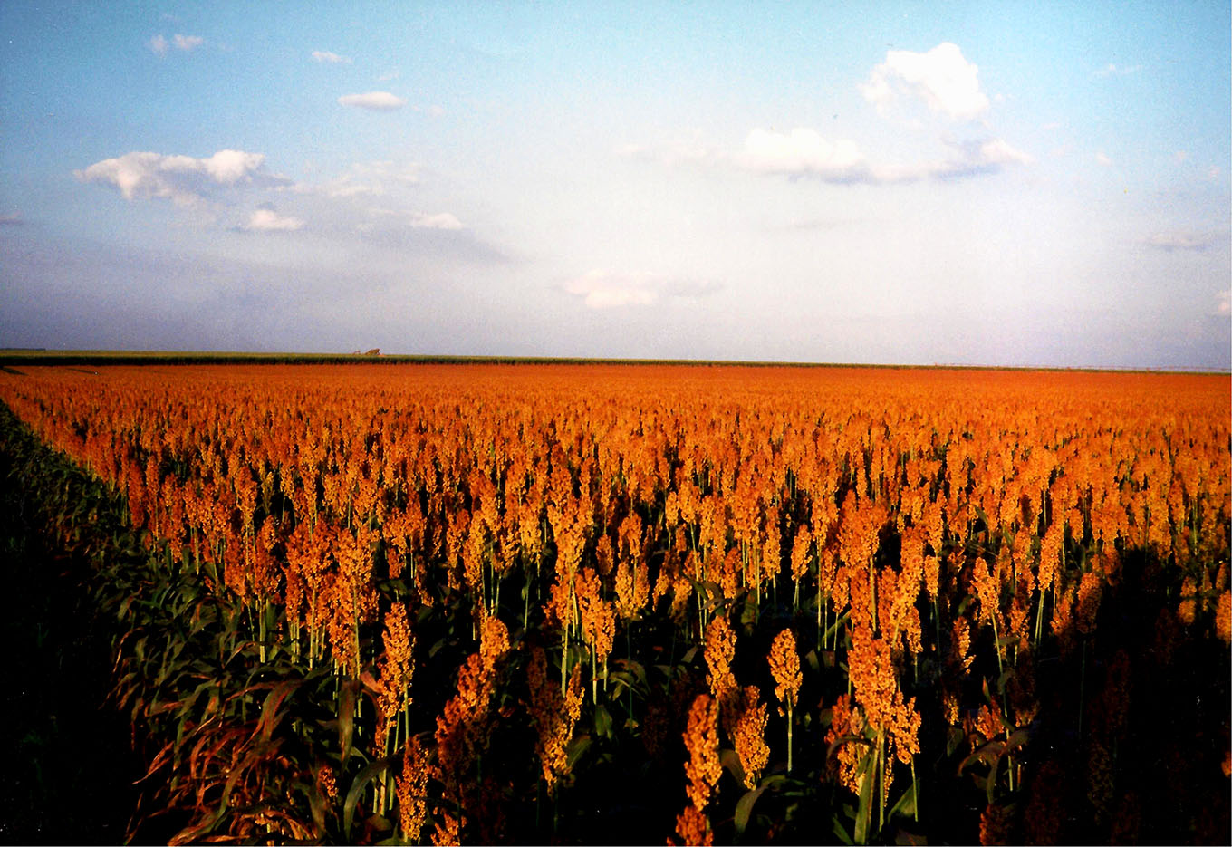 Indústria aposta na safrinha do sorgo