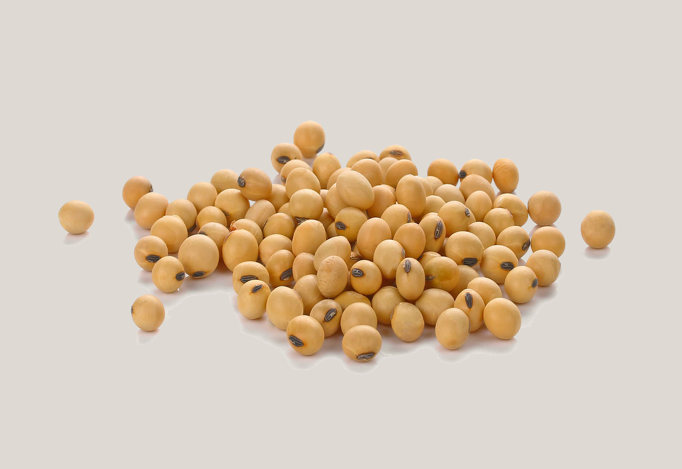 Município Catarinense é Capital da Semente de Soja