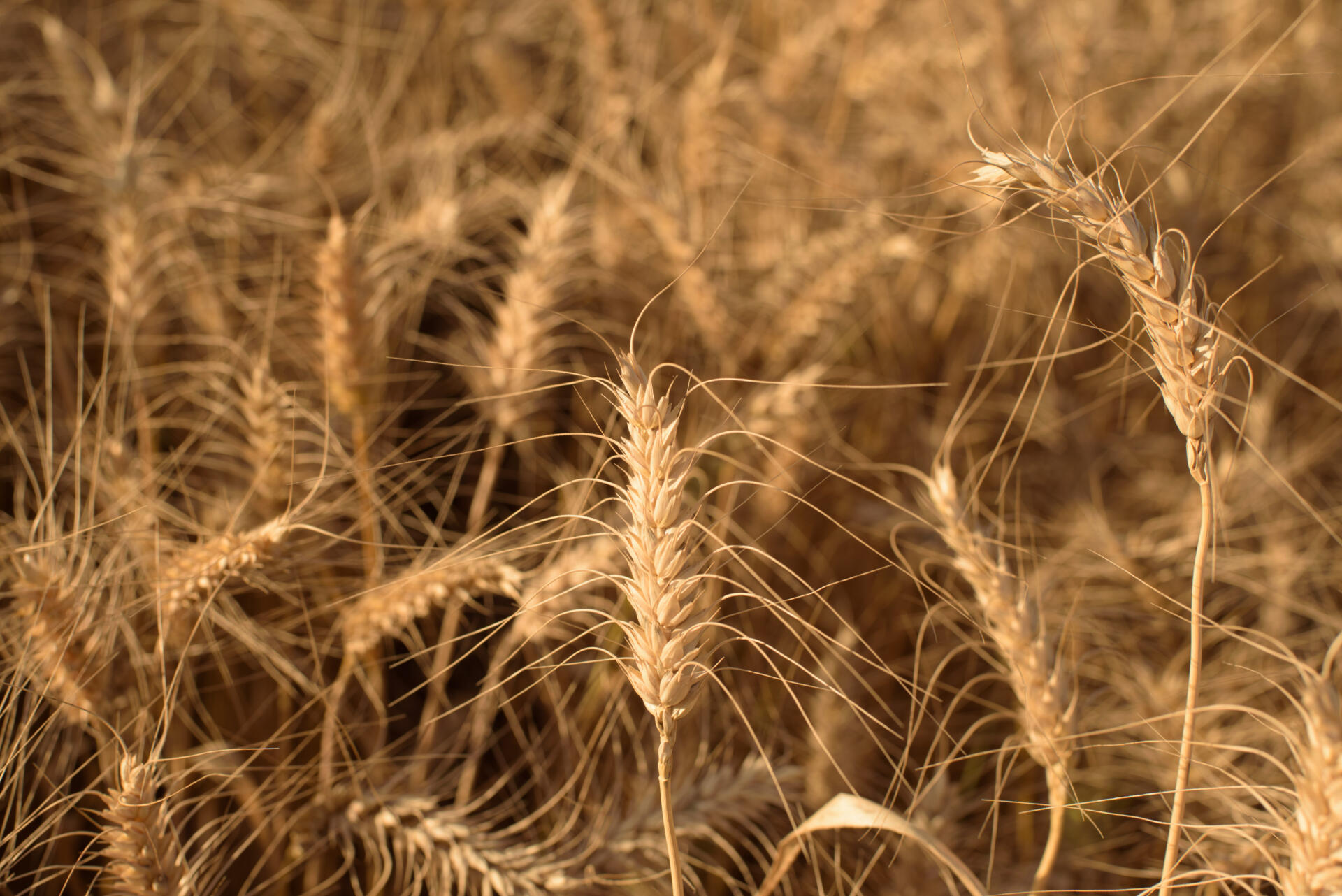 Nova cultivar da Biotrigo combina excepcional teto produtivo e qualidade industrial no cerrado Nova cultivar da Biotrigo combina excepcional teto produtivo e qualidade industrial no cerrado