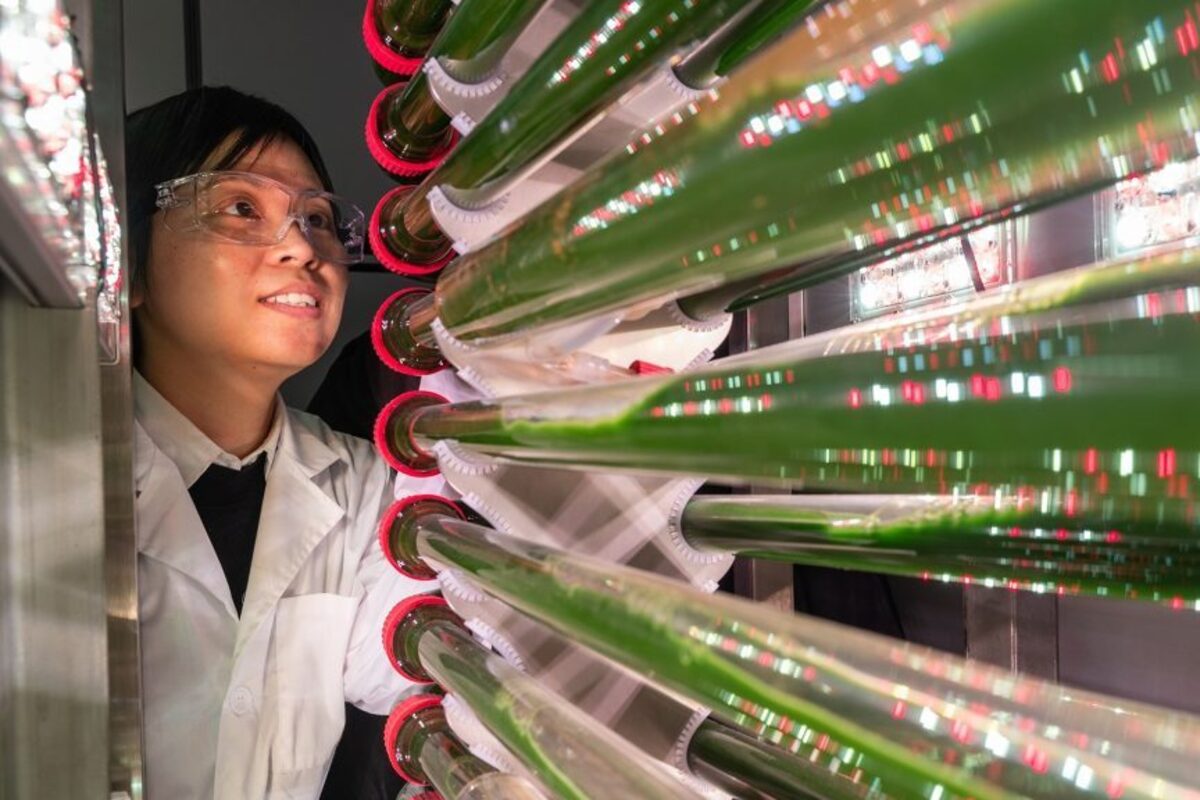 Algas cultivadas em laboratório removem microplásticos da água