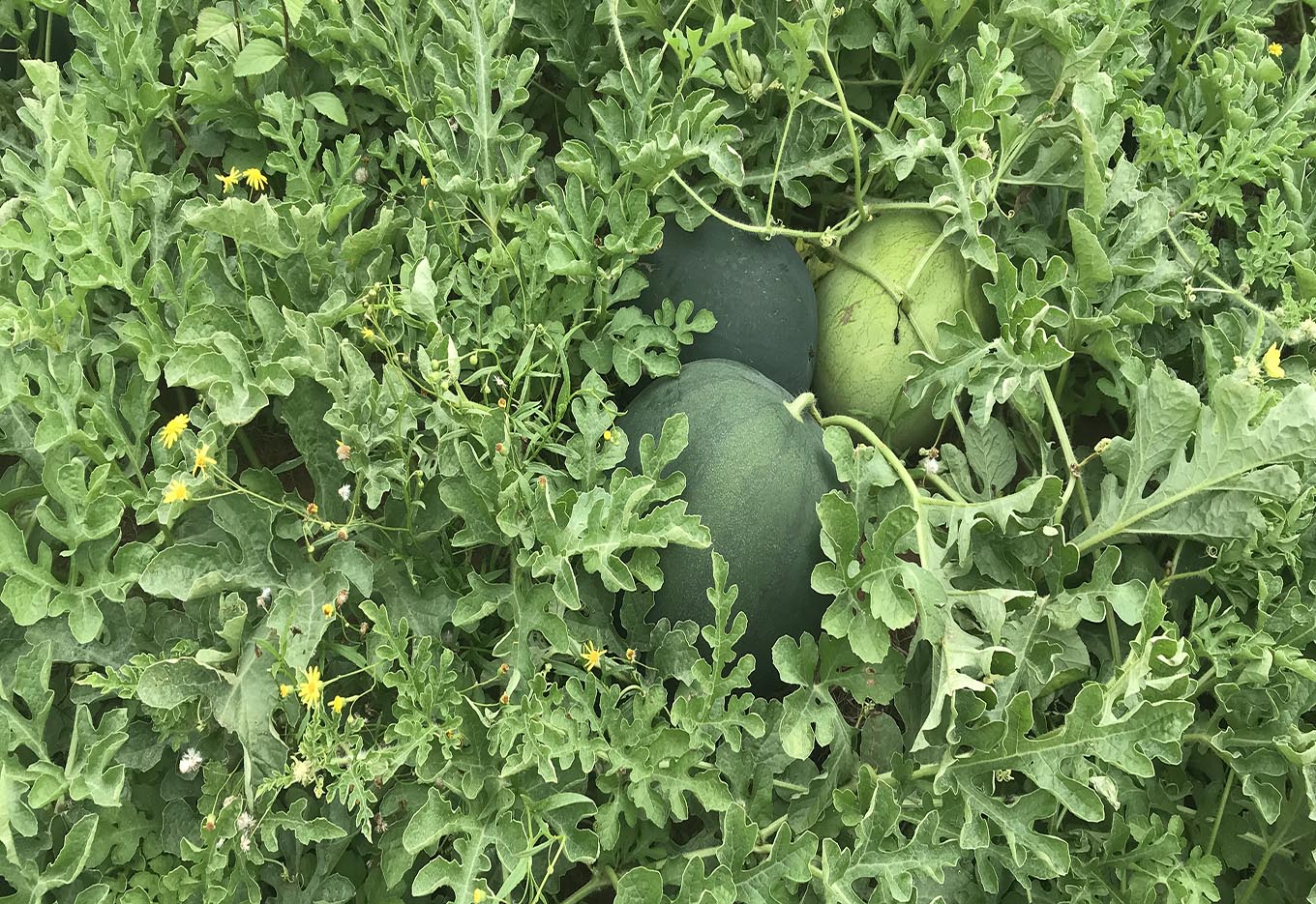 Melancia com pouca semente