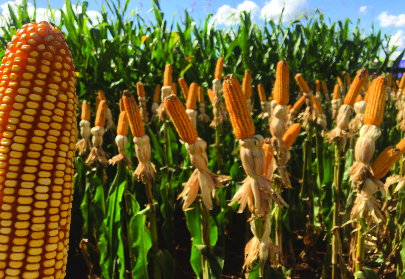 O melhoramento vegetal continua a impulsionar o mercado de milho no Brasil