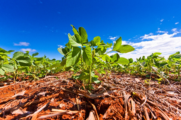 BASF lança fungicida para soja com ingrediente ativo inovador no Show Rural Coopavel BASF lança fungicida para soja com ingrediente ativo inovador no Show Rural Coopavel