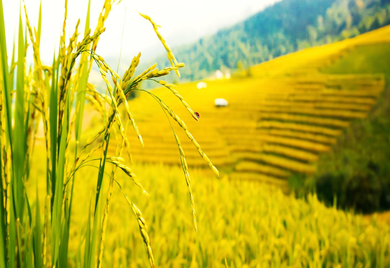 Sobrevivência de sementes de arroz vermelho depositadas no solo