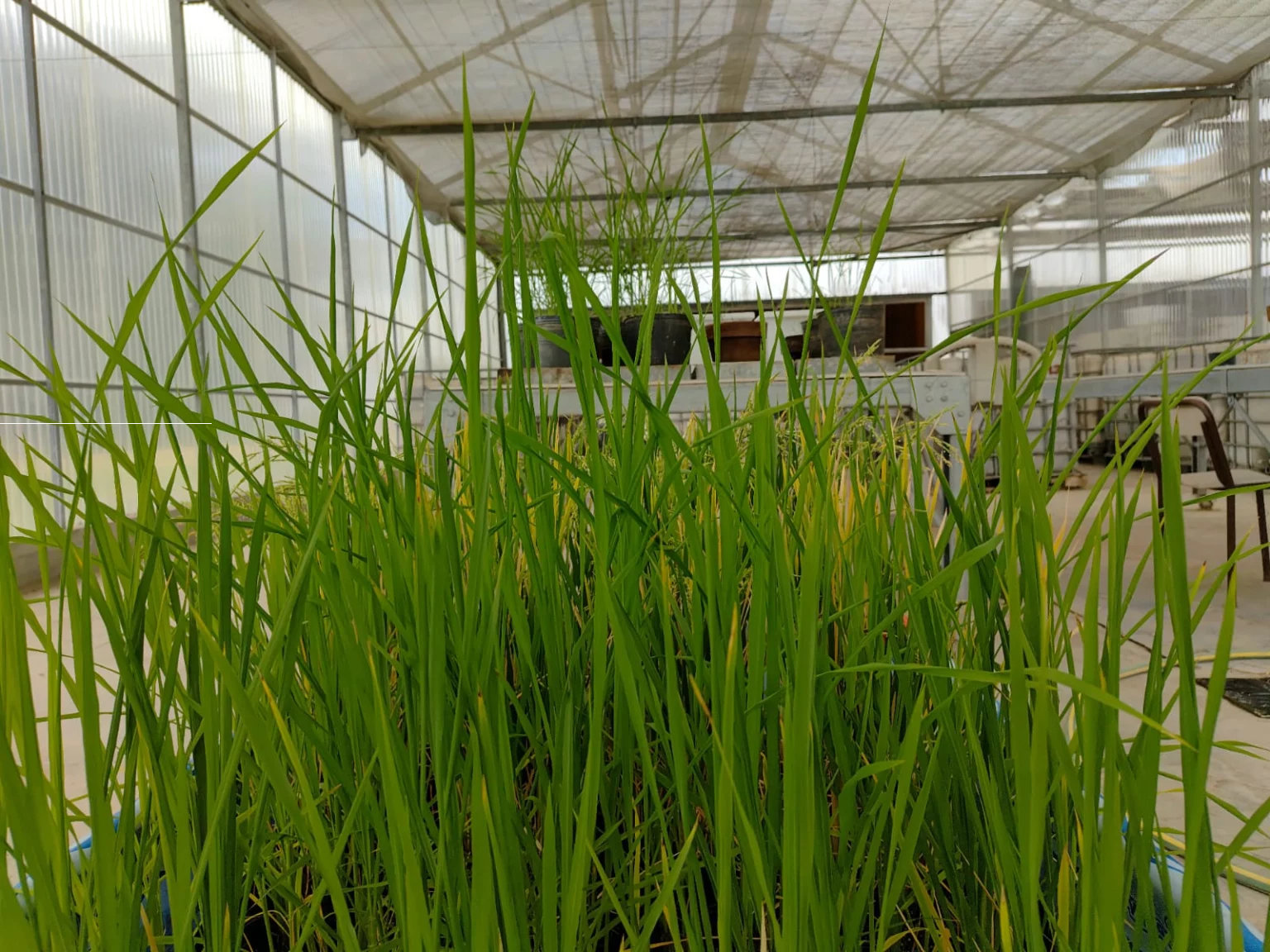 O INTA avança na edição genética de variedades de arroz