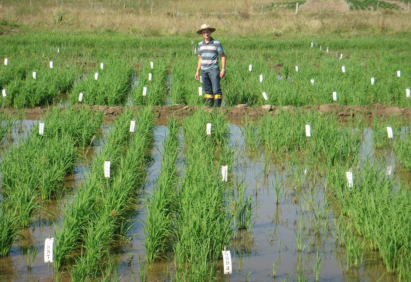Tratamento de Sementes de Arroz