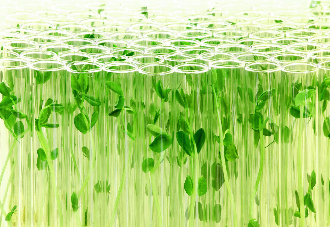 Diversidade e biotecnologia