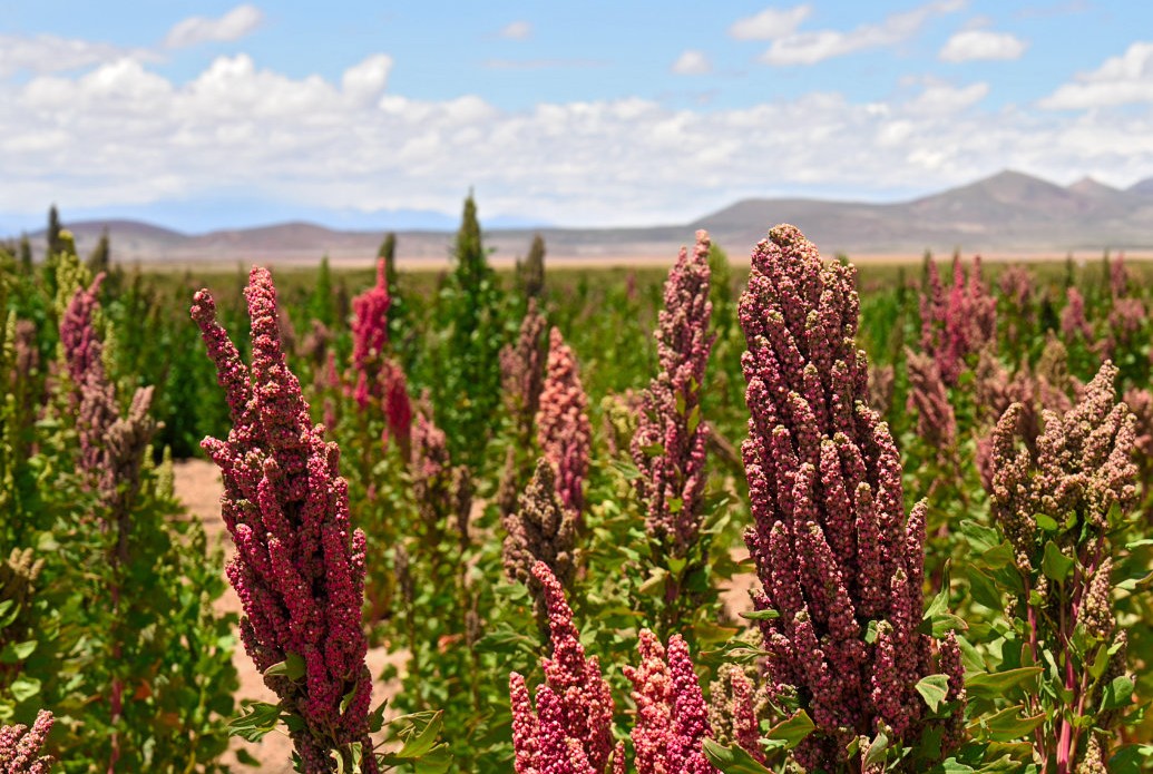 Peru aprova regulamentações que podem liberar o uso comercial de culturas geneticamente modificadas