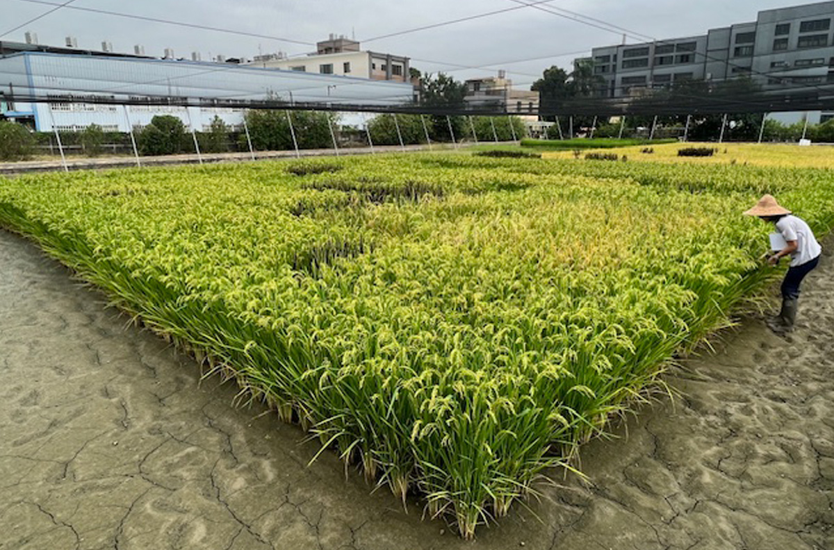 Cientistas desenvolvem arroz biofortificado com alto teor de Vitamina B1 sem afetar o rendimento