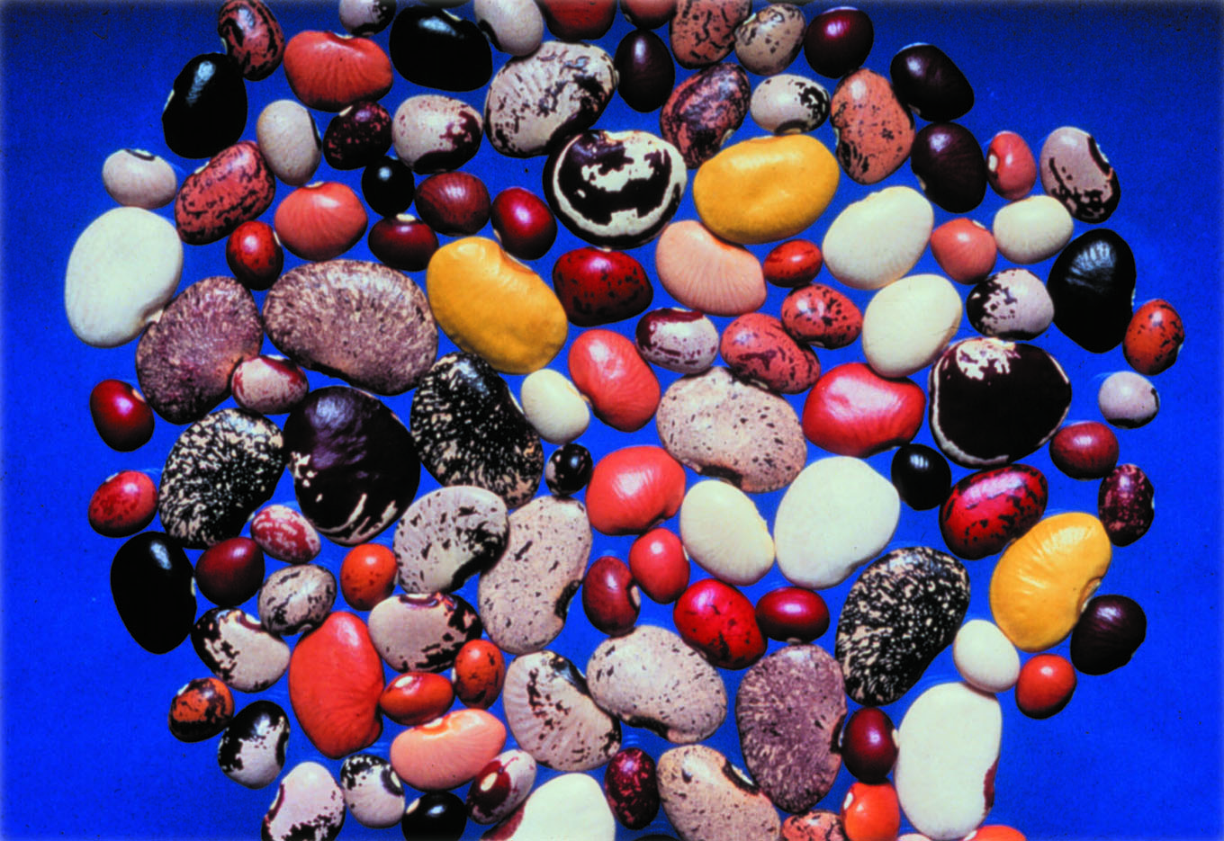 Pioneirismo em Fitomelhoramento