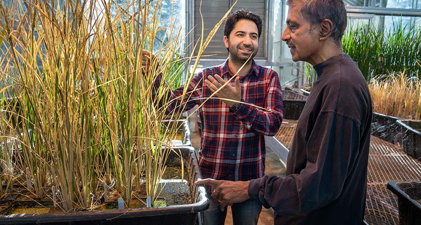 Cientistas desenvolvem arroz híbrido que pode clonar suas próprias sementes