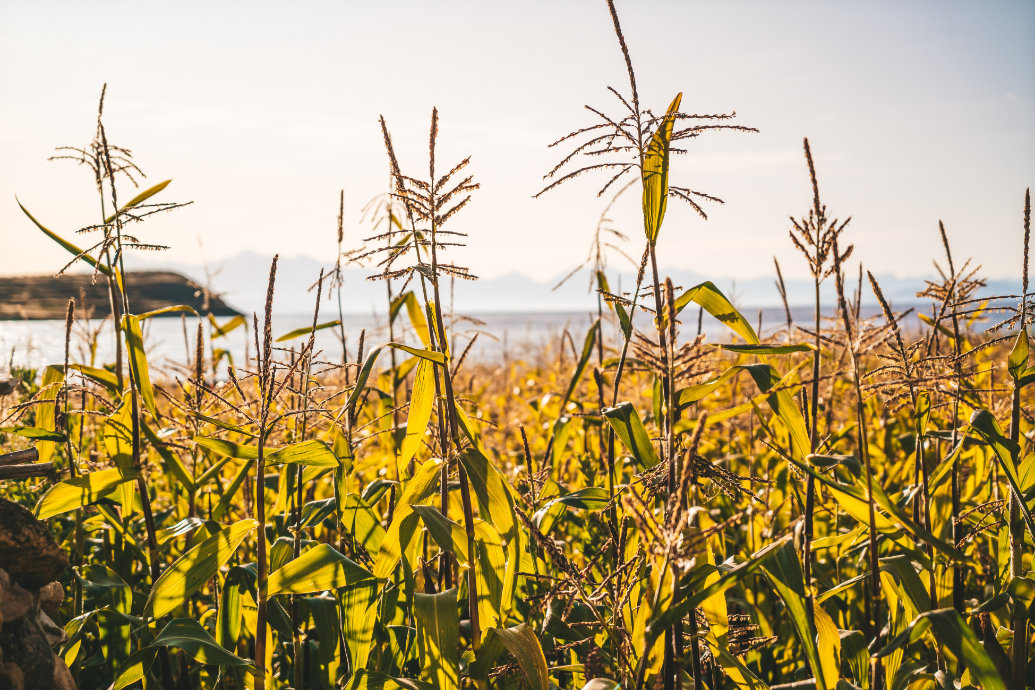 Oito a cada dez agricultores utilizam sementes não certificadas na Bolívia para conseguir acesso à biotecnologia