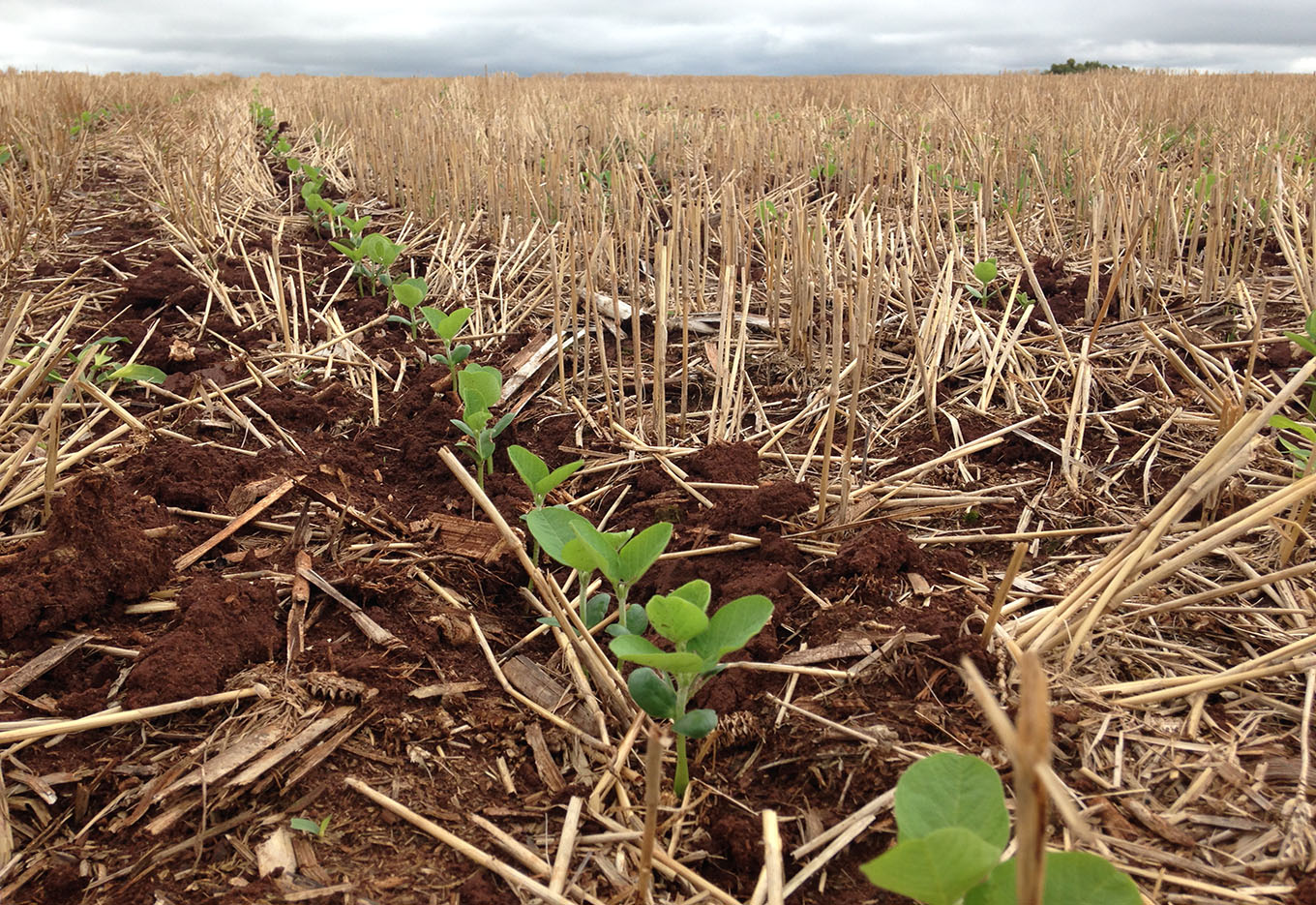 Políticas de Sementes