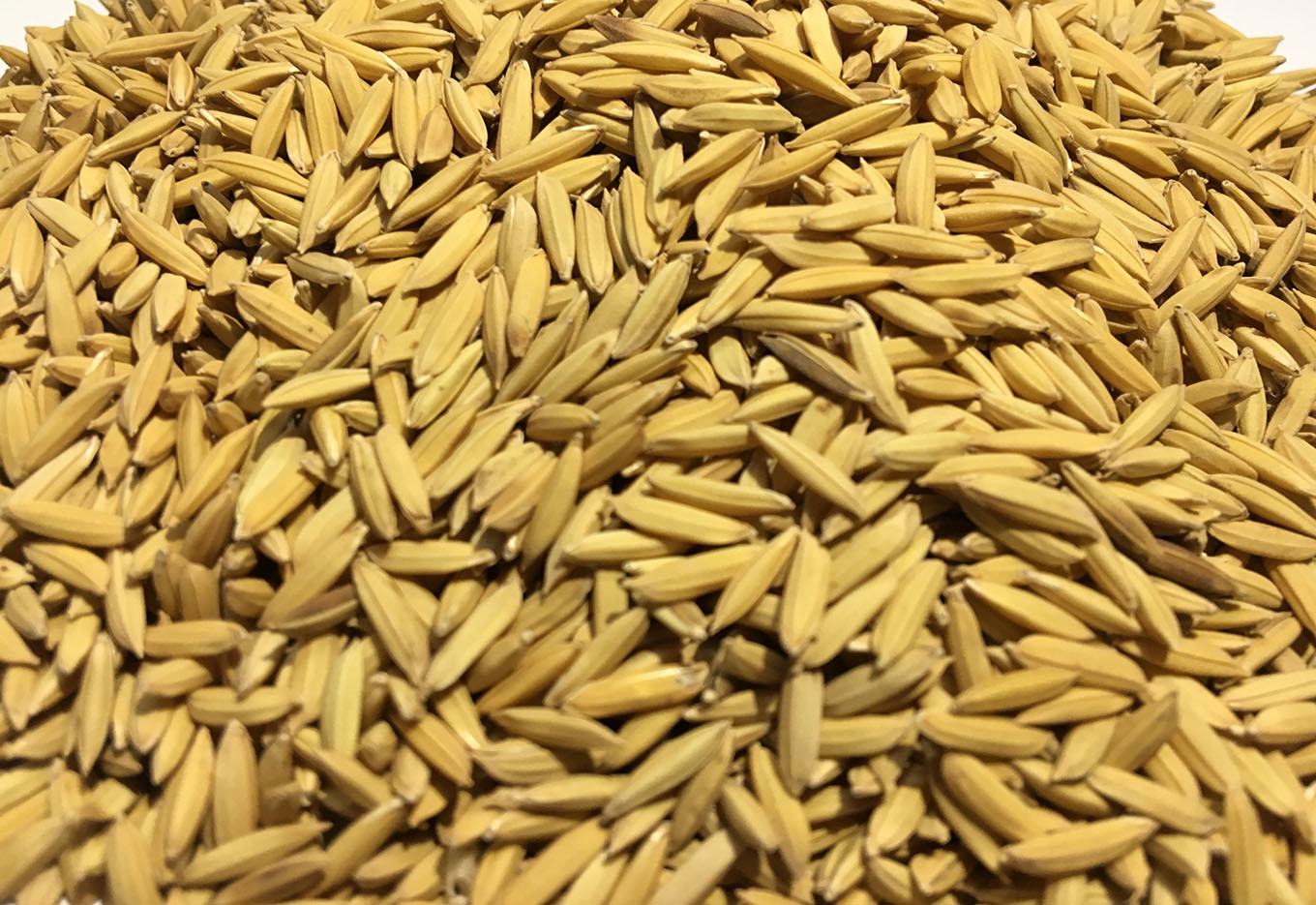 Hadler & Hasse - 50 Anos Produzindo Arroz