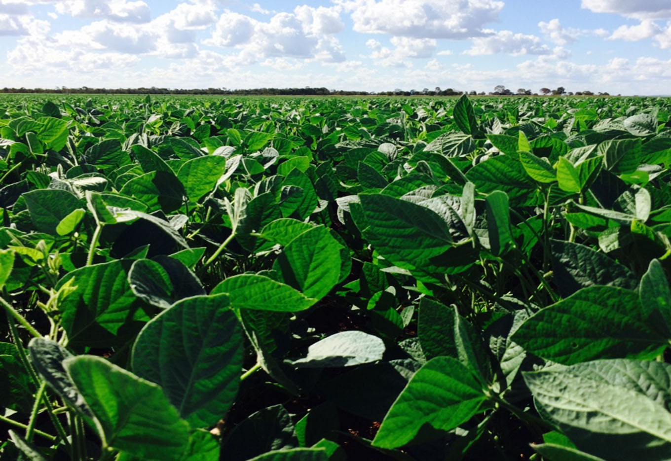 Brasil 500 Anos de Agricultura