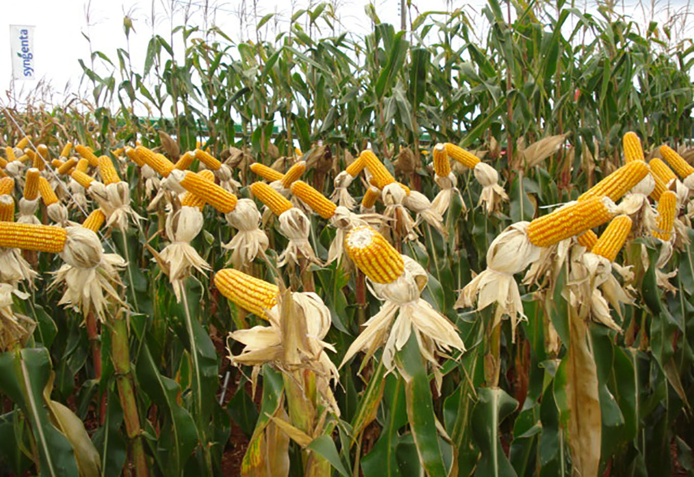 Arranjo Espacial de Plantas de Milho
