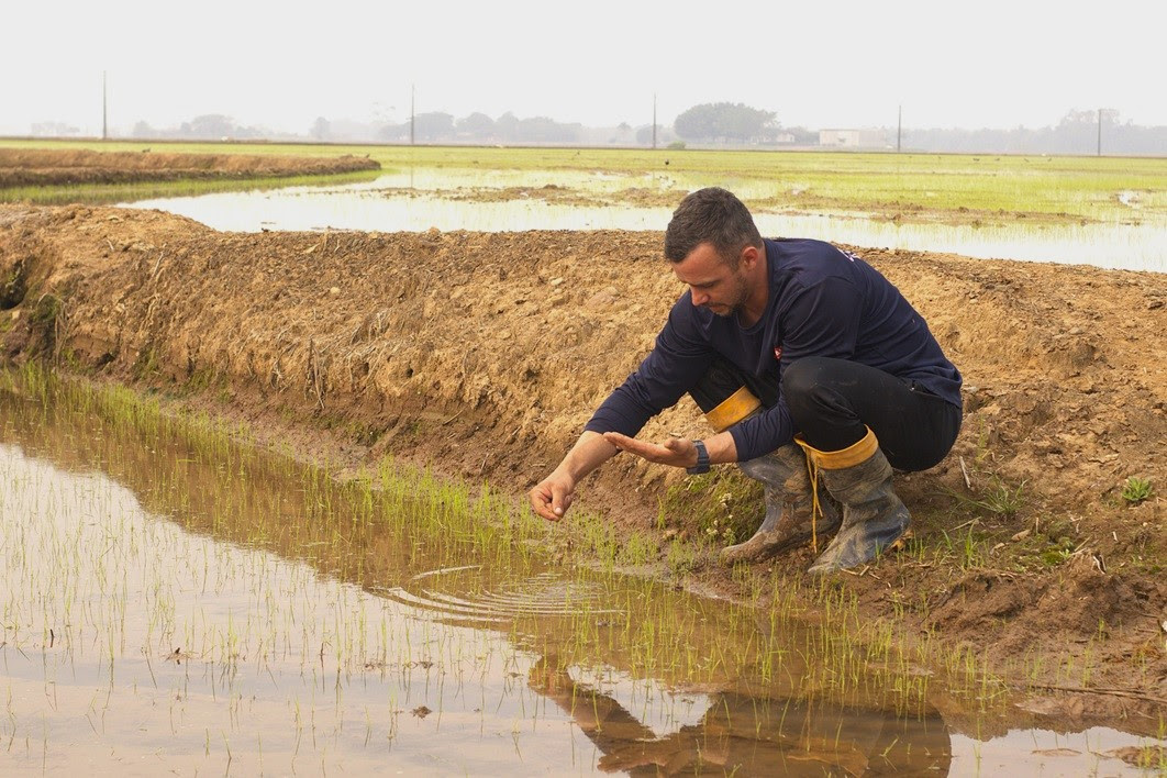 Safra 24/25: com expectativas positivas, arroz catarinense começa a ser plantado