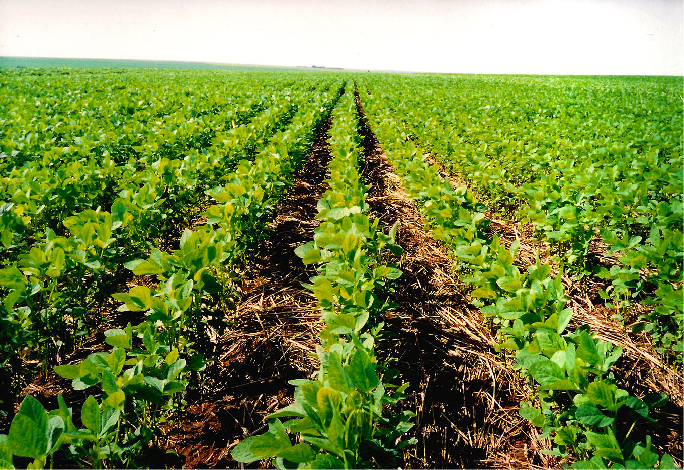 Começa o ano da soja