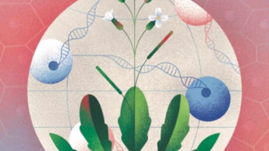 Um novo atlas celular mostra como os genes são ativados em cada estágio do ciclo de vida da planta