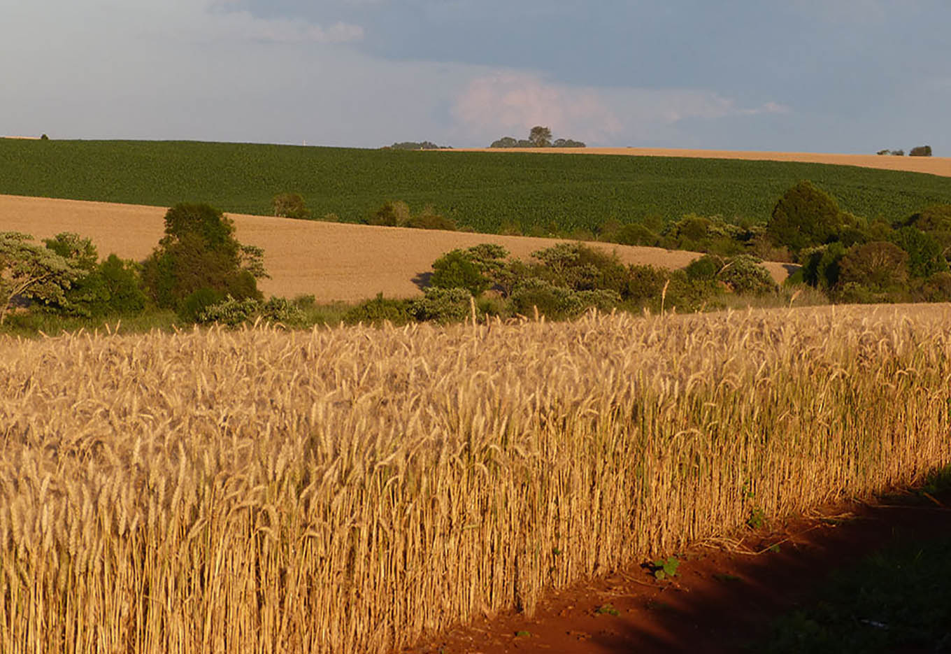 Produção de Sementes do Paraná Revela Progressos
