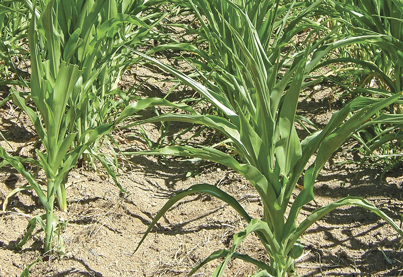 Seca: o maior entrave na agricultura