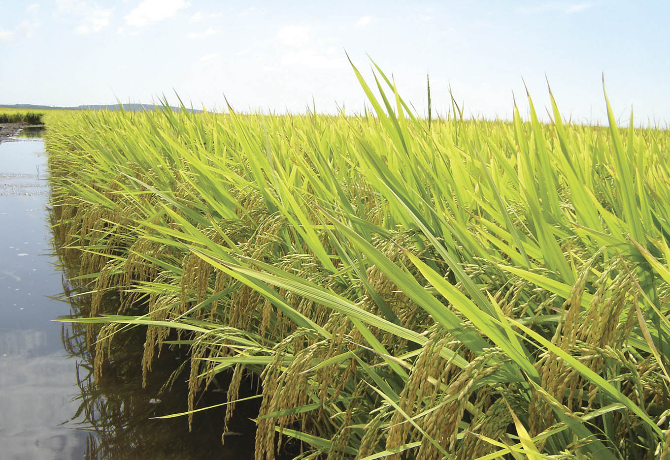 Produção de Sementes Híbridas de Arroz