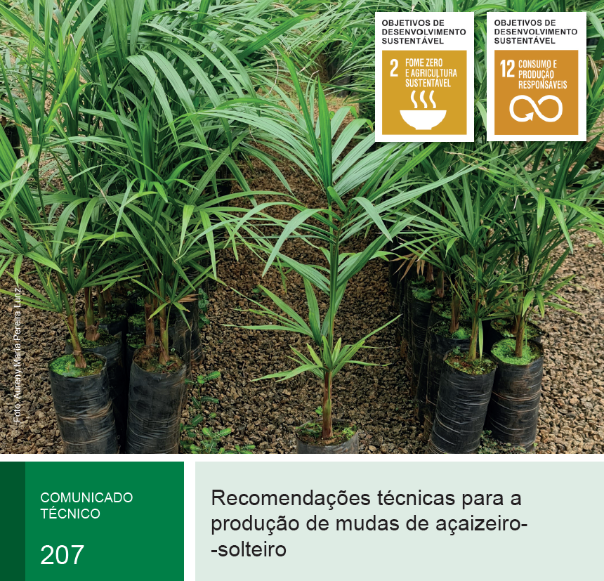 Protocolo viabiliza mudas em larga escala para o cultivo sustentável de açaí-solteiro na Amazônia