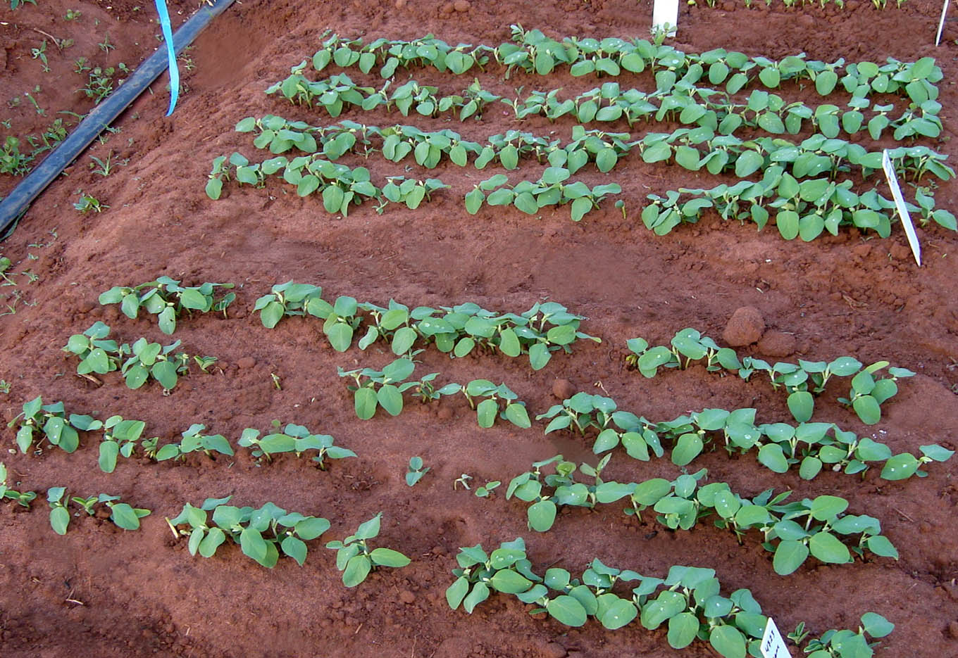 Responsabilidade de sementes de soja com baixa umidade