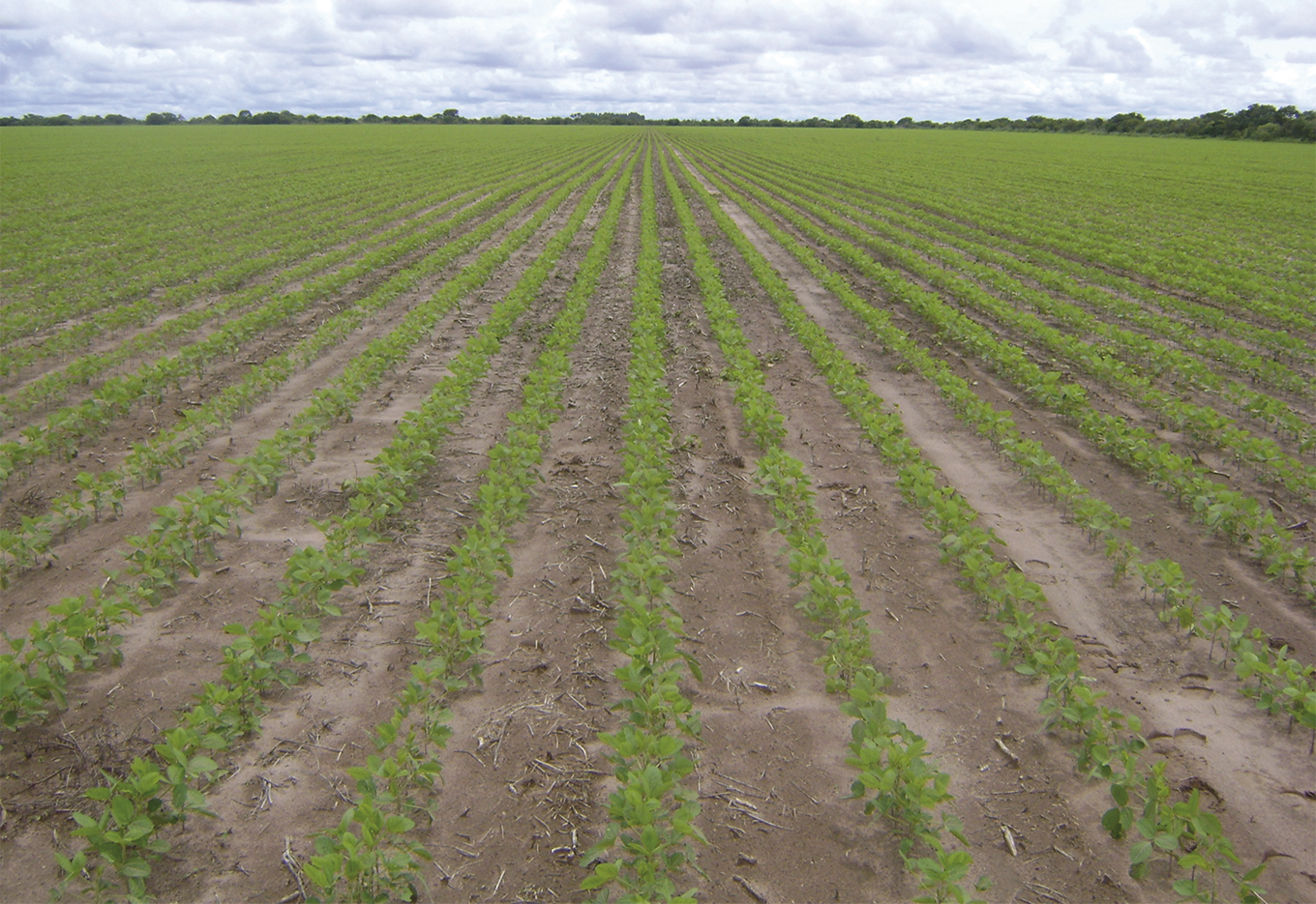 Projeto Oilema Supreme consolida posição no mercado