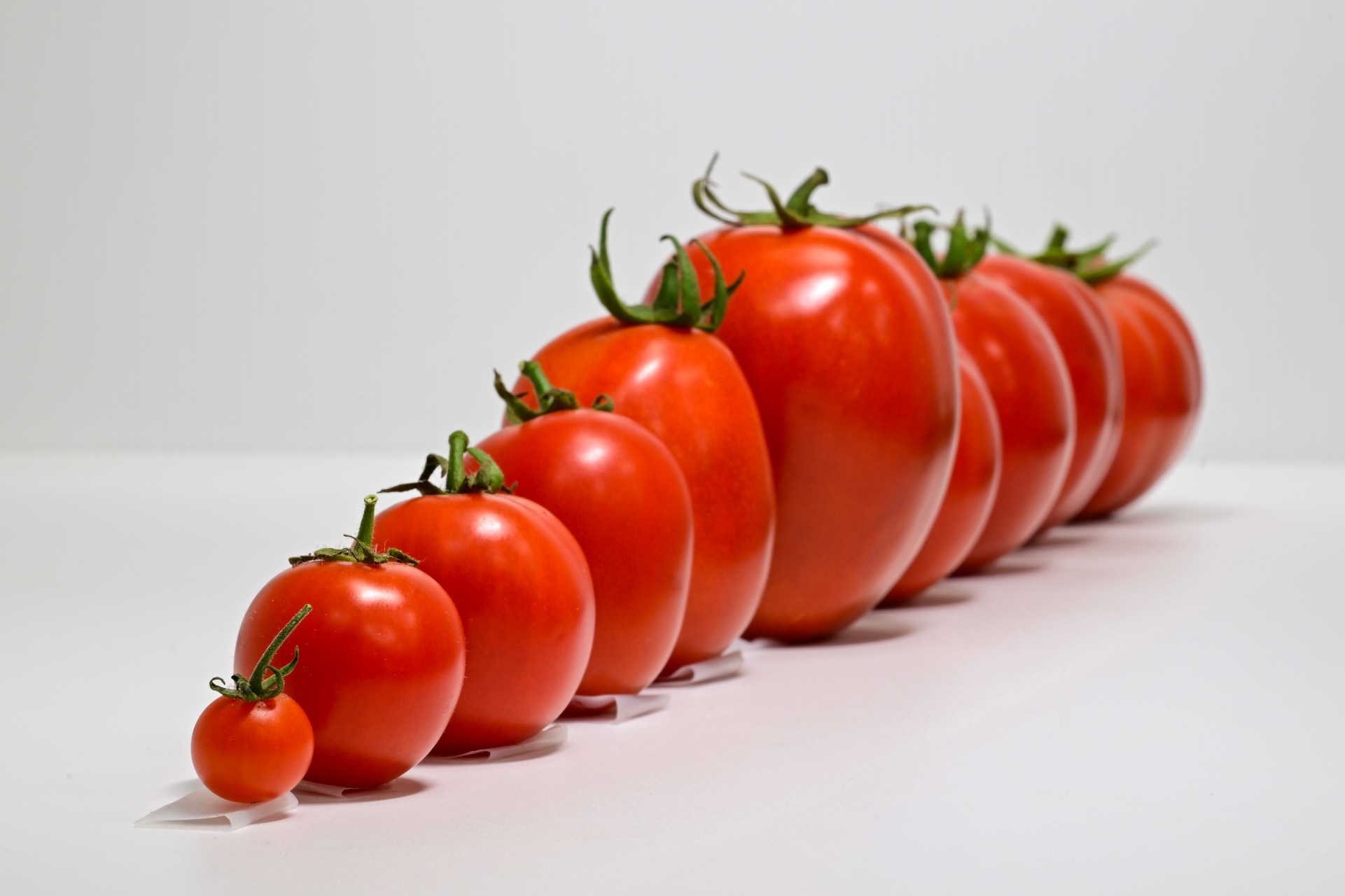 Centro global de vegetais alcança um avanço triplo no tomate, com resistência a insetos, tolerância a vírus e características prontas para o mercado